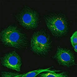 Антитела кроличьи IgG (H+L) с CF660C, козьи
