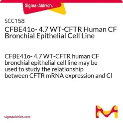 Клеточная линия человеческого бронхиального эпителия CFBE41o- 4.7 WT-CFTR