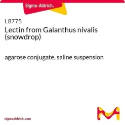 Лектин из Galanthus nivalis (подснежник), конъюгат с агарозой, суспензия в физиологическом растворе