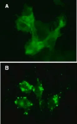 LentiBrite GFP-β-актин лентивирусный биосенсор