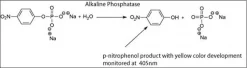 Щелочная фосфатаза (из Escherichia coli)