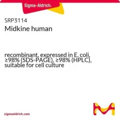 Midkine человеческий