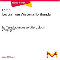 Лектин Wisteria floribunda (биотиновый конъюгат)