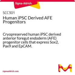 Прогениторные клетки передней кишки человека (iPSC-производные)