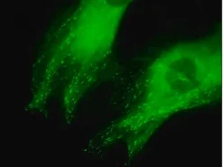 LentiBrite EB3-GFP лентивирусный биосенсор