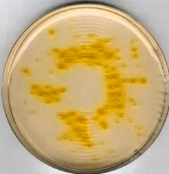 Цетримидный агар (Pseudomonas Selective Agar)