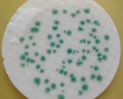 Агар CP ChromoSelect для Clostridium perfringens