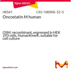 Онкостатин M человека