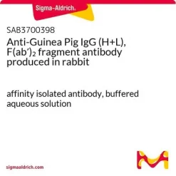 Антитело к IgG морской свинки (H+L), фрагмент F(ab′)2, полученное из кролика