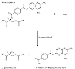 Карбоксипептидаза G из Pseudomonas sp.