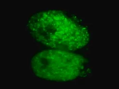 Лентивирусный биосенсор GFP-Rad51