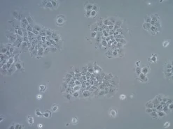 Клеточная линия плоскоклеточной карциномы UM-SCC-17B