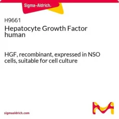 Фактор роста гепотацитов (HGF) человеческий рекомбинантный