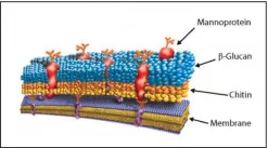 Литиказа из Arthrobacter luteus
