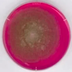 Агар с бенгальским розовым и хлорамфениколом (RBC Agar)