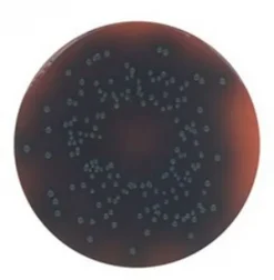 PALCAM Listeria Selective Agar (селективный агар для листерий)