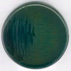TCBS Agar