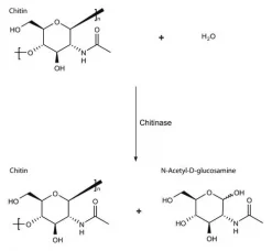 Хитиназа из Streptomyces griseus
