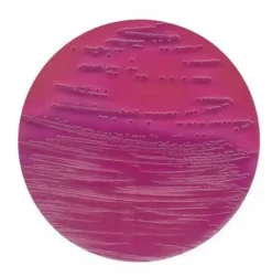 Агар VRB-MUG (Violet Red Bile Lactose) для Escherichia coli и колиформных бактерий