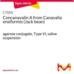Конканавалин А из Canavalia ensiformis (Jack bean)