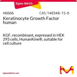 Фактор роста кератиноцитов человека (KGF)