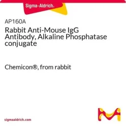 Антитело к IgG мыши (кролик), конъюгат со щелочной фосфатазой