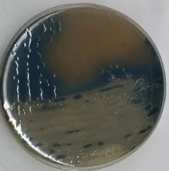 Висмут-сульфитный агар (Bismuth Sulfite Agar)