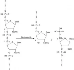Нуклеаза S1 из Aspergillus oryzae