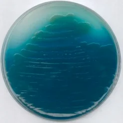Агар Pseudomonas P (основа)