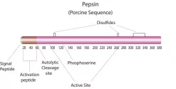 Пепсин из слизистой оболочки желудка свиньи