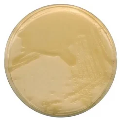 Агар LB (Миллер)