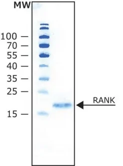 RANK-лиганд мыши
