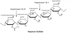 Гепараназа-1 человеческая рекомбинантная (Heparanase-1)