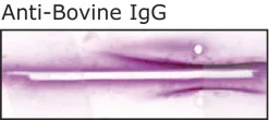 Антитела к бычьему IgG (целая молекула) козьи