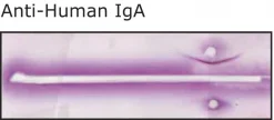 Антитело к IgA человека (α-цепь) поликлональное