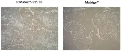 Субстрат ламинина ECMatrix-511 E8