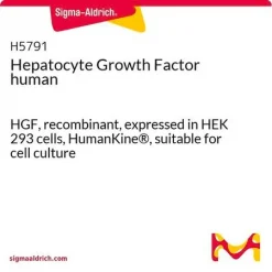 Фактор роста гепатоцитов человека (HGF)