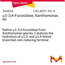 α1-3,4-Фукозидаза (Xanthomonas sp.)