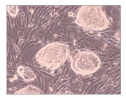 Фибробласты эмбриональные первичные мышиные EmbryoMax® (PMEF, CF-1, облученные, пассаж 3)