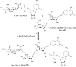 α-2,6-сиалилтрансфераза из Photobacterium damsela
