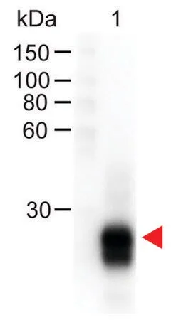 Anti-Rabbit IgG F(ab′)2 с пероксидазой (антитело козье)
