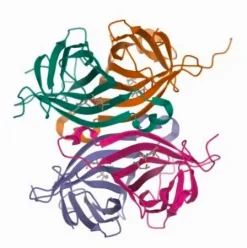 Стрептавидин–Агароза (из Streptomyces avidinii)