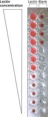 Лектин из Pseudomonas aeruginosa (PA-I)