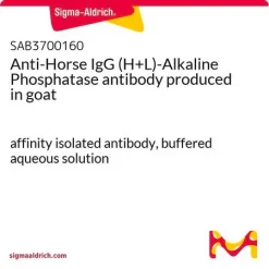 Антитела к IgG (H+L) лошади, меченные щелочной фосфатазой