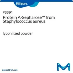 Протеин A-Сефароза (Staphylococcus aureus)