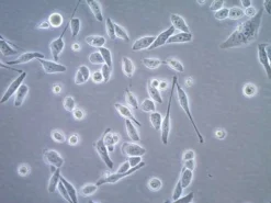 Клеточная линия HeLa с гистоном H2B-GFP
