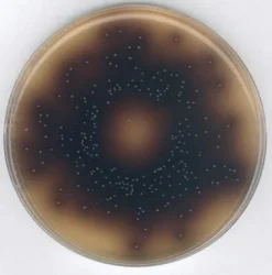 Агар желчный эскулин азидный (Bile Esculin Azide Agar)