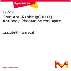 Козьи антитела против IgG (H+L) кролика, конъюгированные с родамином