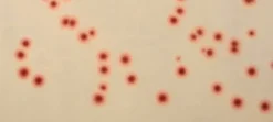 Среда для культивирования Campylobacter
