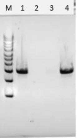 Хитиназа из Streptomyces griseus